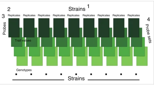 Figure 1The four-dimensional nature of microarray data used for QTL mapping