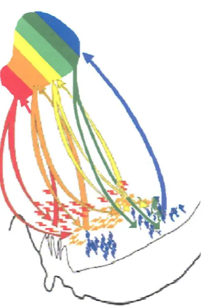 Figure 1.2 Ascending inverse dorsal-