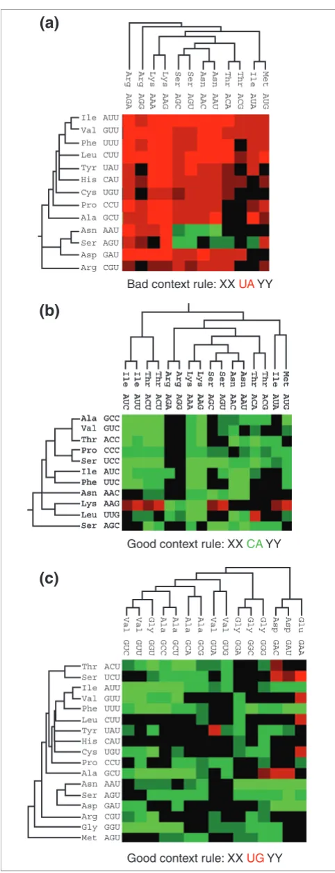 Figure 6Codon clusters define specific codon-context rules in S. cerevisiae