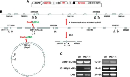 FIG 7 The DSB that resulted from CRISPR targeting of the Ld366140 gene could induce a linear chromosome duplication by using nearbyinverted repeat sequences