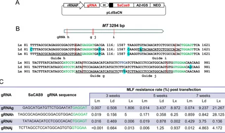 FIG 2 Development of the constitutive SaCas9 and gRNA coexpression vector pLdSaCN and its use for gene targeting in differentgRNAg, -h, -i, and -j in the Leishmaniaspecies