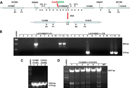 FIG 3 Detection of the identically sized (9-kb) large deletions caused by SSA from MLF-resistant clones after CRISPR targeting of therepresent the primers used to detect the deletion junction caused by CRISPR targeting and DSBR