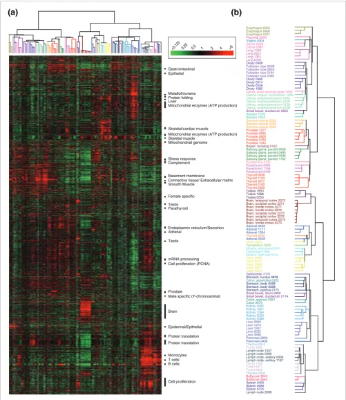 Figure 1Hierarchical cluster analysis of normal tissue specimens