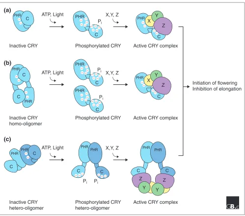 Figure 4 Possible models of the phosphorylation-dependent structural changes of plant cryptochromes in response to blue light