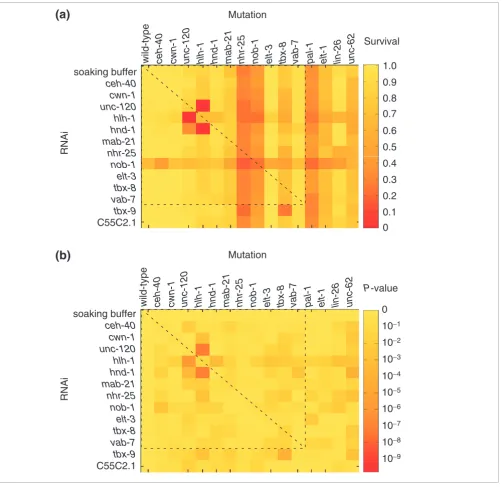Figure 1A synthetic lethal matrix of genes implicated in posterior patterning
