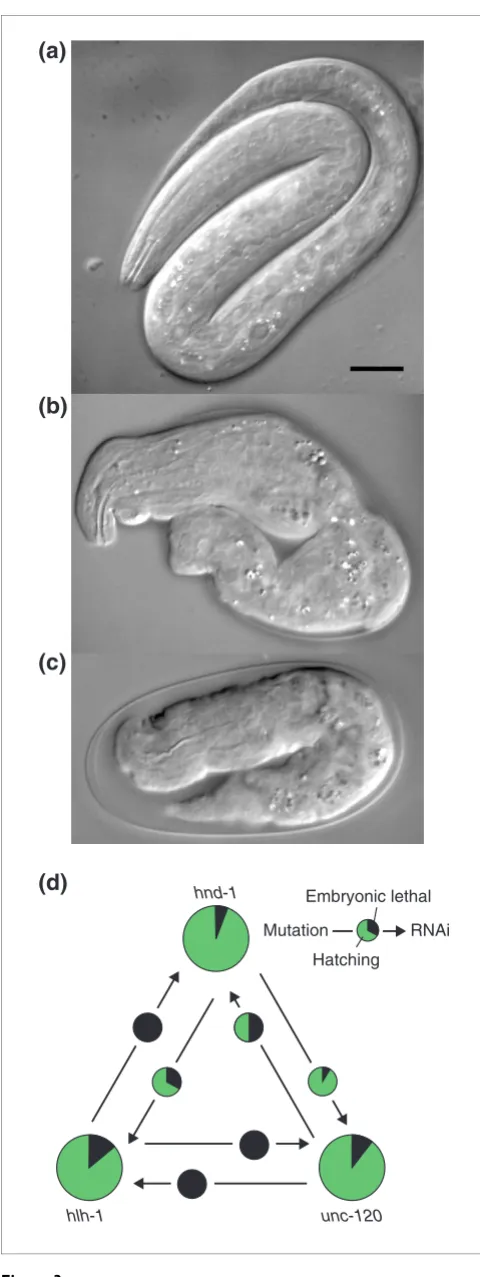 Figure 3of the double disruption (mutation and RNAi) equals theproduct of survivals for each single disruption (mutation