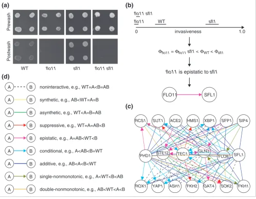 Figure 1Application of the method to yeast agar invasion data to derive a genetic-interaction network