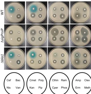 FIG 1 Expression ofthin (Cthin) (15-mg/ml erythromycin), and methicillin (Meth) (2Amp (2dishes