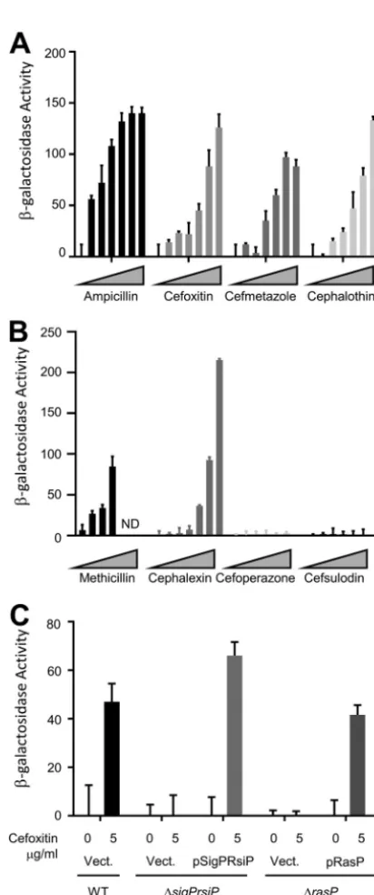 FIG 2Expression of P�thuringiensisat 30°C, subcultured in LB, and grown to an ODcefoxitin or untreated (0) and incubated for 1 h.in Z buffer