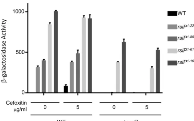 FIG 5Truncations of RsiP lead to constitutiveRsiPEBT116; RsiP �P activation. To determine if RasP was required forampicillin-inducible PsigP-lacZ expression, we assayed �-galactosidase activity of B