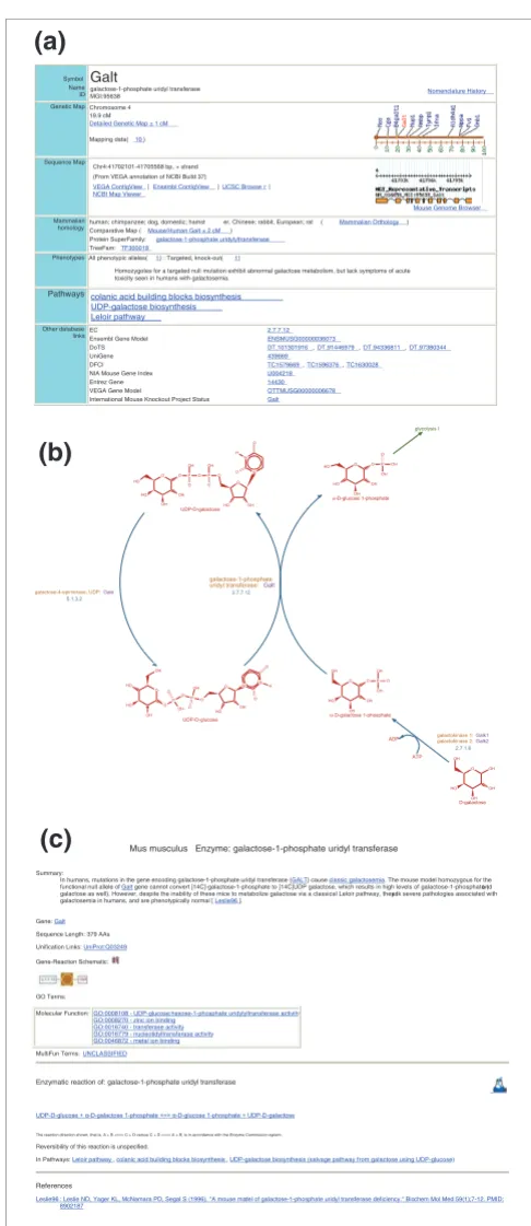 Figure 3Linking the MGI and MouseCyc databasesLinking the MGI and MouseCyc databases. (a) Details of the MGI entry for the galactose-1-phosphate uridyl transferase (Galt) gene now include the list of biochemical pathways (shown in bold) associated with thi
