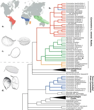 Figure 1. A Map showing global distribution of Cynometra and Maniltoa (white hatching) B ML majority rules consensus tree from Radosavljevic et al