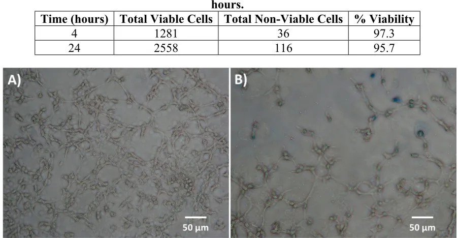 Table 1 - Summary of cell counting and viability calculations of SKOV3 cells at 4 and 24 