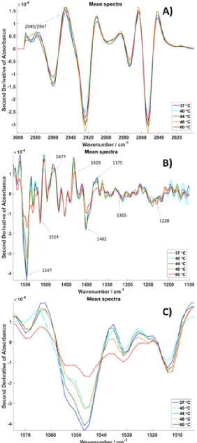 Figure 5 - Second derivative mean spectra of SKOV3 cells at different sample 