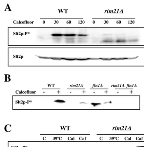 FIG. 1. Phenotypic characterization of the rim21(B) Chitin distribution after calcoﬂuor (0.075 mg/ml) treatment for 3 h