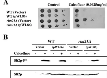 FIG. 4. Effect of the expression of the constitutive form of Rim101p. Wild-type and rim21531p) and characterized phenotypically