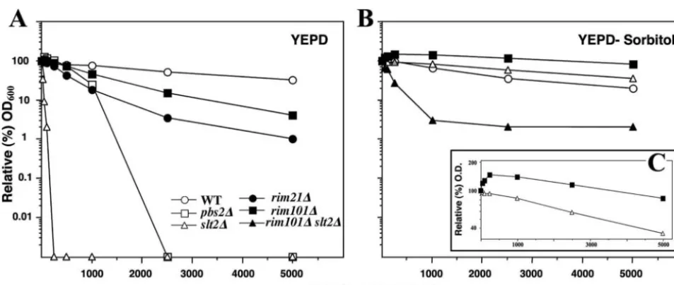 FIG. 6. Growth of the indicated strains in different media. (A) Complete tetrads grown on YEPD–1 M sorbitol were transferred in parallel toYEPD and YEPD–1 M sorbitol and incubated for 3 days at 28°C