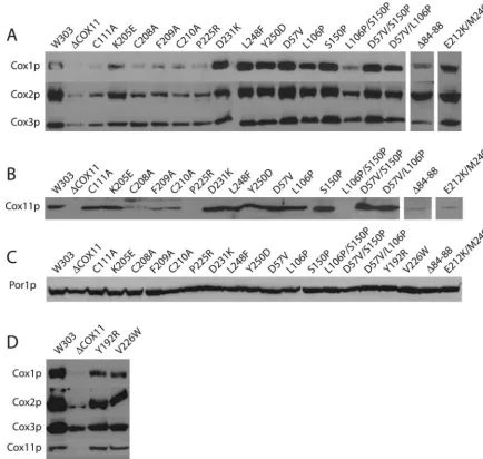 FIG. 4. Western blot analysis of Cox11p, Por1p, and COX catalytic core proteins from cox11expressing eachtransferred to nitrocellulose membrane prior to probing with antibodies speciﬁc to Cox1p, Cox2p, Cox3p, Cox11p, and Por1p