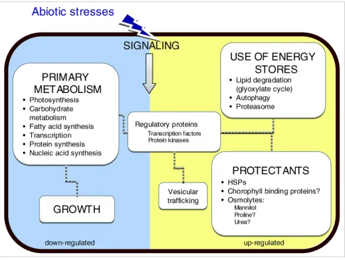 Figure 6Major transcriptomic changes in E. siliculosus under short-term oxidative and saline stress