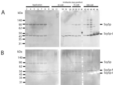 FIG. 2. Puriﬁcation of Ssy5p C-terminally fused to Hisinduced with galactose for 20 h was applied to a HisTrap column, and proteins bound to the Ni-Sepharose were eluted using a three-step gradientwith 35, 75, and 500 mM imidazole