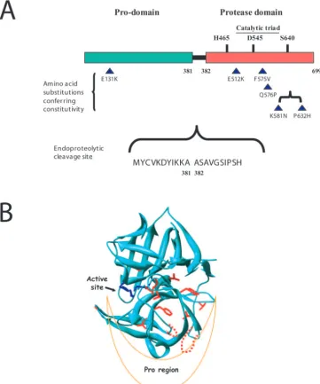 FIG. 4. Structural features of the Ssy5 protease. (A) The positions of amino acid substitutions in the constitutive SSY5the present work are indicated by triangles together with the position of the E512K substitution in(1, 2) catalytic triad, as conserved 