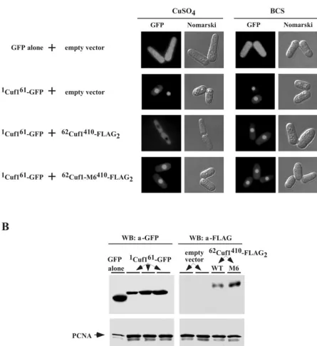 FIG. 9. Cu-mediated inhibition of nuclear import of Cuf1 by its C-rich motif. (A) S. pombeTo examine GFP ﬂuorescence, the cotransformed cells speciﬁed above were grown tothe cultures were washed twice
