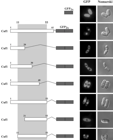 FIG. 3. Minimal region in N-terminal and C-terminal deletions fused to tandemly repeated copies of the GFP coding sequence (GFPsubcellular locations of the fusion proteins determined by ﬂuorescence microscopy