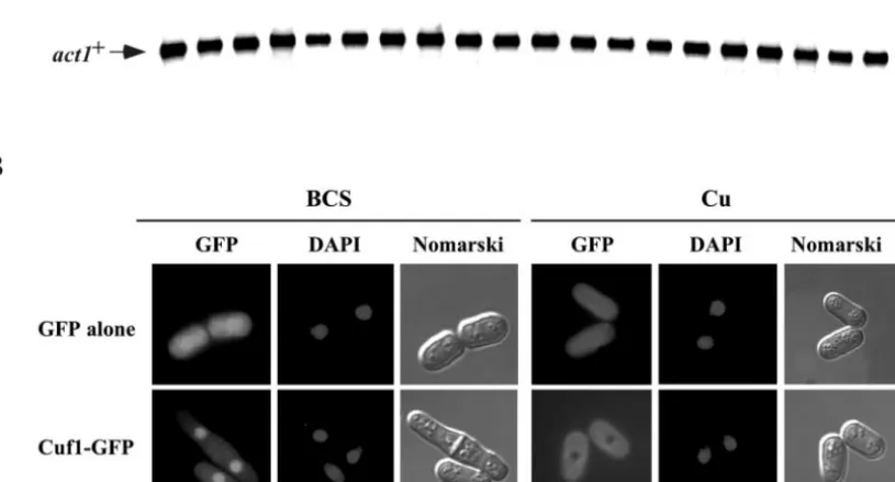 FIG. 5. Effect of copper on the subcellular localization of a functional Cuf1-GFP fusion protein