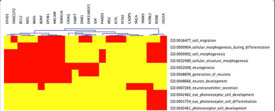 Figure 1 CIM cluster 22 CIM for LE+k-means cluster 22 with functional categories related to eye development, false discovery rate (FDR)< 0.05.The cluster is enriched for eye photoreceptor cell development and for a eye photoreceptor cell differentiation