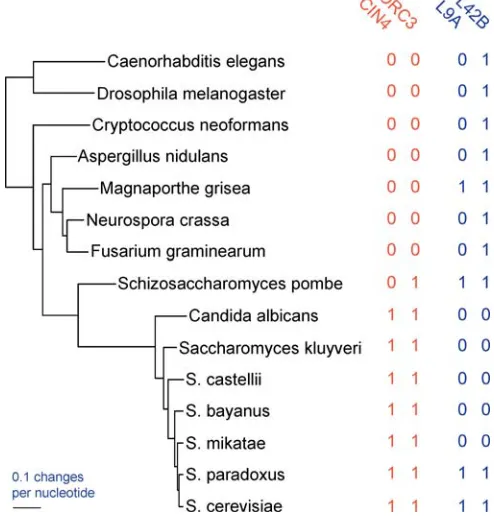 Figure 1. Across-Species Correlation Confuses Shared Inheritance withright of the diagram
