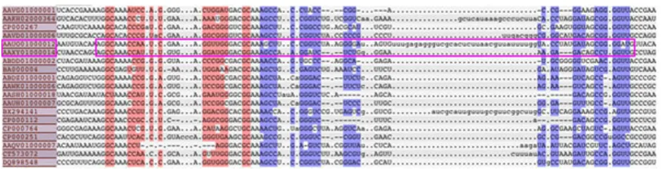 Figure 1 Long gap may exist in conserved local region. Multiple sequence alignment of some seed members of the family RF01051 fromRfam 9.1 database