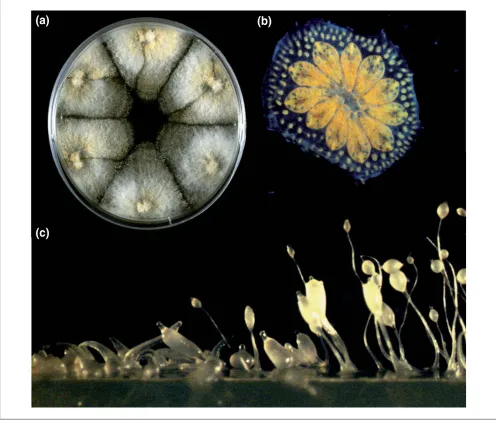Figure 3Who’s who in multicellularity. Self-nonself recognition in multicellular organisms that form chimeras