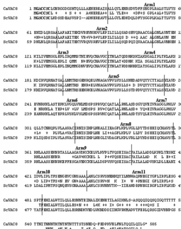 FIG. 1. Comparison of the predicted C. albicansconserved amino-proximal cysteine residues important for palmitoylation (42, 47) and the conserved amino-terminal glycine residue involved in and S