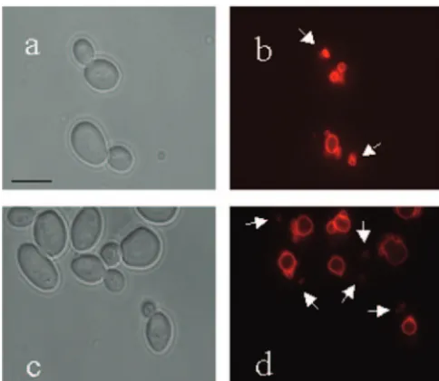 FIG. 3. Effect of vac8Cells were stained with FM4-64 and then visualized after a 2.5-h chaseperiod