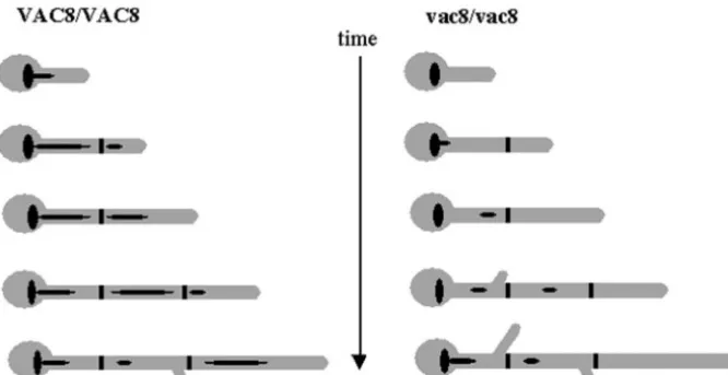 FIG. 7. Model of a growing hypha. The septa are depicted as thick black lines, and the vacuoles are black ellipsoid shapes