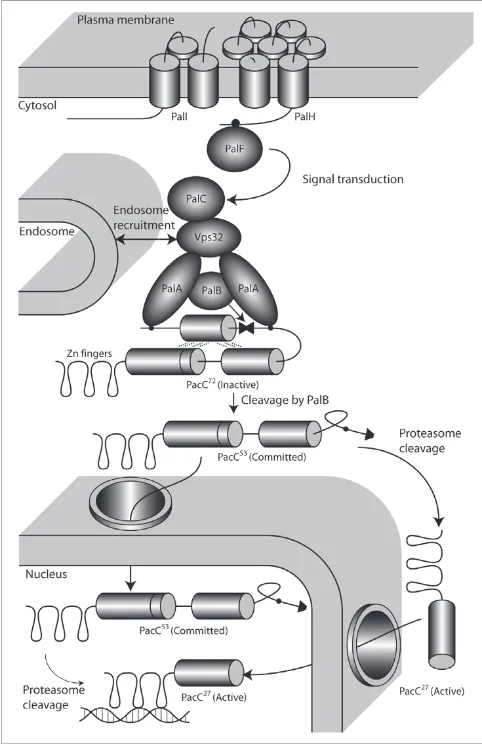 Figure 5Model of pH sensing and regulation in A. nidulans