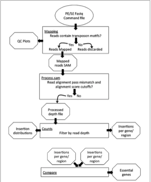FIGURE 2 | Process of read motif matching and trimming. (A) Reads infastq format are scanned for motifs which are designated by the user tocorrespond to the end of the transposon element used in mutant library