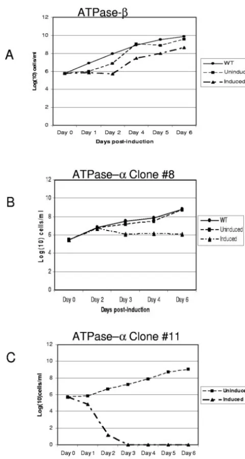 FIG. 1. RNAi knockdown of the ATP synthase �results in a decrease in cell growth. The effect of decreasedsubunit clones 8 and 11, respectively, showing the effects of the subunit�expression on cell growth was determined after induction of RNAiwith 1(A) Eff