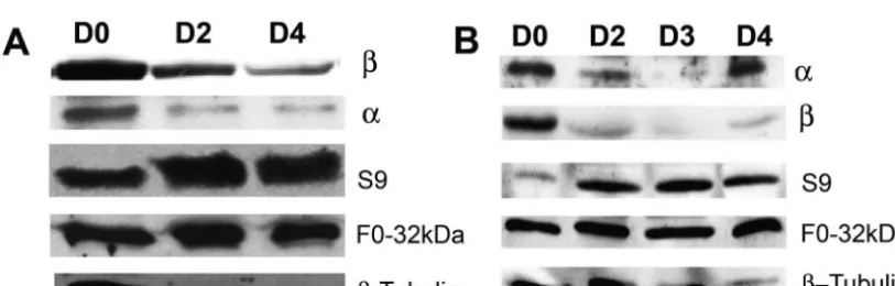 FIG. 2. RNAi knockdown of the ATP synthase �with the miniexon primer. (A) Effect ofofRNA extracted from 5the steady-state transcript levels of the F � and � subunits affects the steady-state transcript expression of ATP synthase complex subunits
