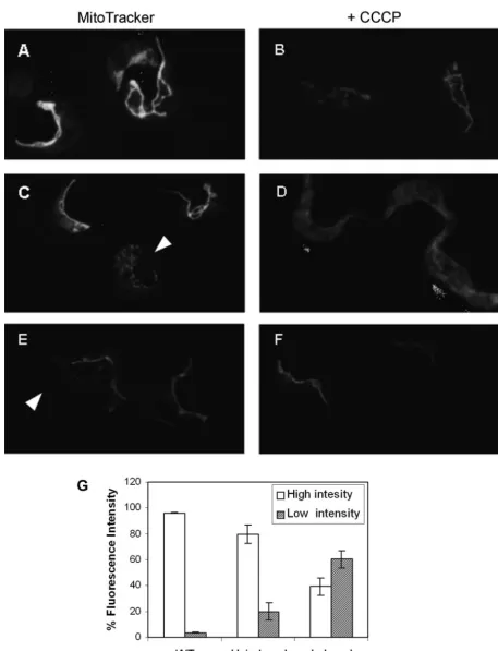 FIG. 4. RNAi knockdown of the ATP synthase �were stained with 0.1staining with MitoTracker Red CMXRos, ﬁxed with 4% paraformaldehyde, and analyzed by using confocal microscopy