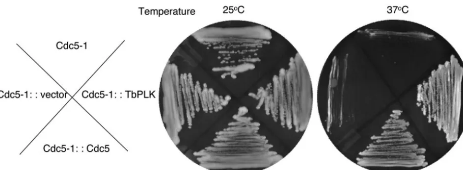 FIG. 1. Complementation of the S. cerevisiae(cdc5 Cdc5-1 defect by ectopic expression of TbPLK