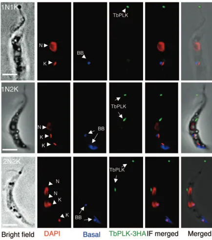 FIG. 8. Localization of TbPLK in procyclic-form T. bruceiImmunostaining of basal bodies (BB) is in blue, and that of TbPLK-3HA is in green