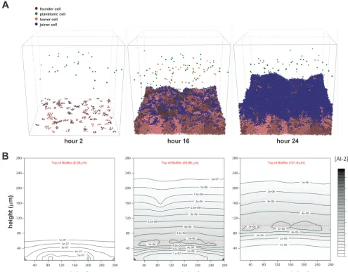 FIG 1 Time steps and AI-2 gradients of example wild-type iDynoMiCS-modeled H. pylori bioﬁlm