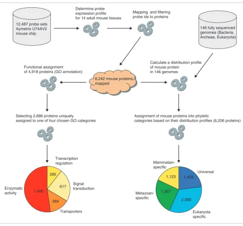 Figure 1A schematic description of the expression profile determination and protein annotation as described in Materials and methodsA schematic description of the expression profile determination and protein annotation as described in Materials and methods