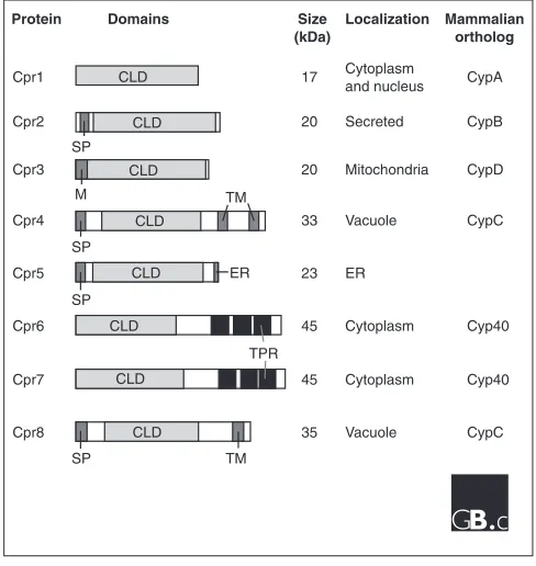 Figure 3 Primary structures, localizations and mammalian orthologs of 