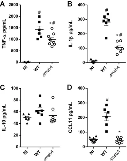 FIG 8 The* �msbA strain stimulates fewer inﬂammatory mediators in a model of A. fumigatus acute lunginfection