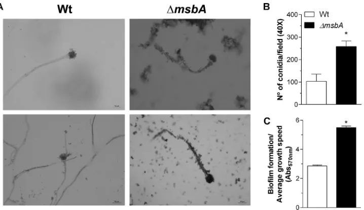 FIG 3 The Δafter 4 h of growth in RPMI at 37°C. Adhered conidium number was determined in at least 6 microscope ﬁelds andexpressed as total percent conidia in each assay