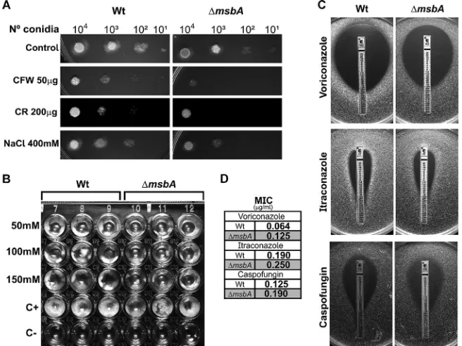 FIG 4 The �msbA strain has altered sensitivity to cell wall stressors and antifungal agents