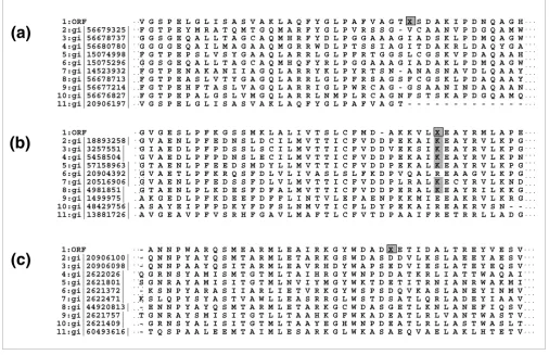 Figure 4Sections of the multiple sequence alignments of the putative pyrrolysine-containing proteins