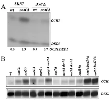 FIG. 3. Regulation of Skn7-dependent activation of OCH1wild-type or mutant forms of Skn7 from a plasmid (MY5187 toMY5190) as indicated, and additionally a wild-type (MY3725) ornot4idue D427 occurs in wild-type andmedium